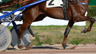 close up on horse and cart in harness racing